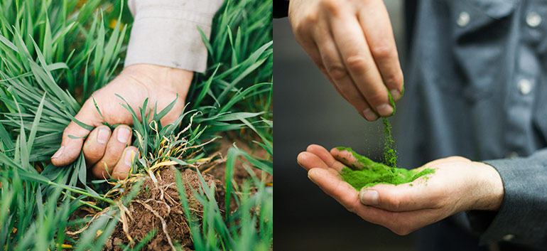 어메이징그래스,어메이징 그래스,어메이징그래스 그린슈퍼푸드,어메이징그래스 그린 슈퍼푸드,amazing grass,어메이징그래스 그린슈퍼푸드 오리지날,어메이징그래스 그린슈퍼푸드 오리지널,어메이징그래스 그린슈퍼푸드 파우더,어메이징그래스 그린슈퍼푸드 효과,어메이징그래스 그린슈퍼푸드 후기,어메이징그래스 그린슈퍼푸드 리뷰,어메이징그래스 그린슈퍼푸드 직구,어메이징그래스 그린슈퍼푸드 구입,어메이징그래스 그린슈퍼푸드 판매