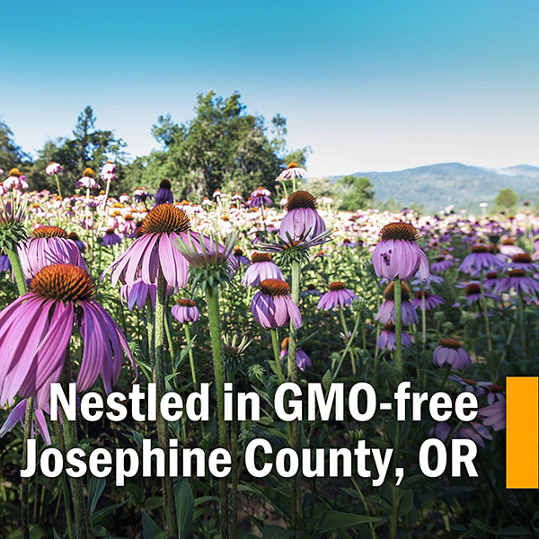 에키네시아,에키네시아효능,에키네시아성분,에키네시아효과,에키네시아비타민,에키네시아드롭,에키네시아드랍,에키네시아드로퍼,에키네시아차,접시꽃,echinacea,허브팜,herb pharm