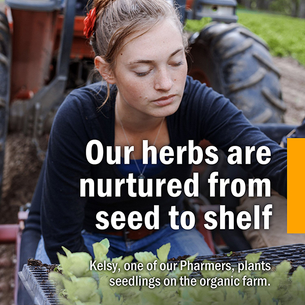 에키네시아,에키네시아효능,에키네시아성분,에키네시아효과,에키네시아비타민,에키네시아드롭,에키네시아드랍,에키네시아드로퍼,에키네시아차,접시꽃,echinacea,허브팜,herb pharm