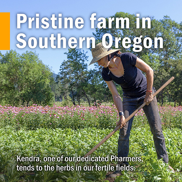 에키네시아,에키네시아효능,에키네시아성분,에키네시아효과,에키네시아비타민,에키네시아드롭,에키네시아드랍,에키네시아드로퍼,에키네시아차,접시꽃,echinacea,허브팜,herb pharm