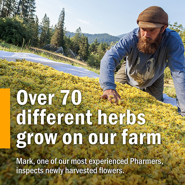 에키네시아,에키네시아효능,에키네시아성분,에키네시아효과,에키네시아비타민,에키네시아드롭,에키네시아드랍,에키네시아드로퍼,에키네시아차,접시꽃,echinacea,허브팜,herb pharm